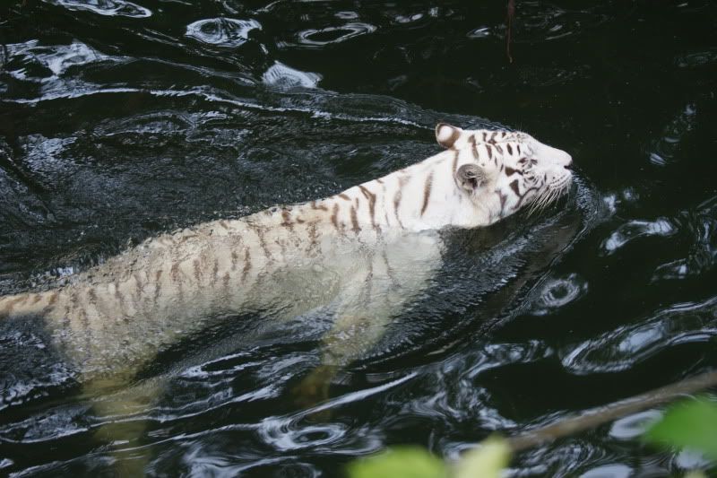 SingaporeZoowhitetigeri.jpg