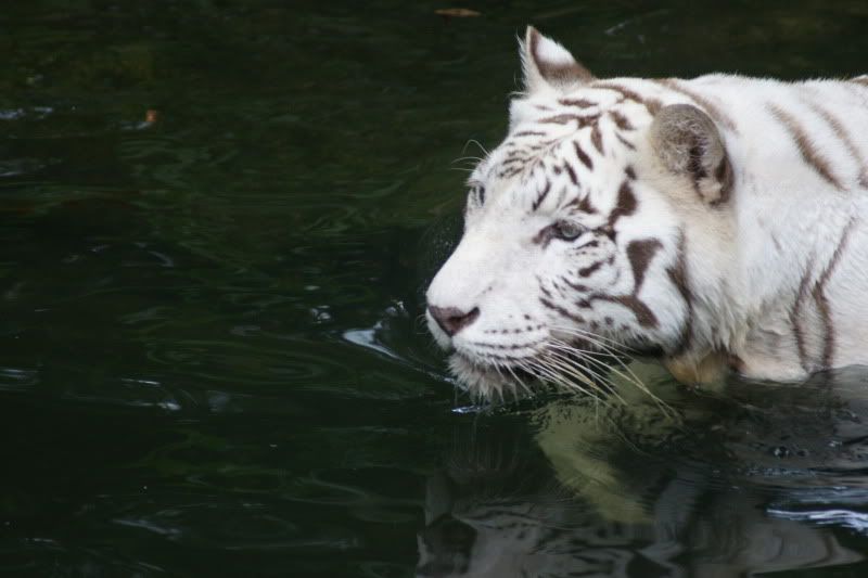 SingaporeZoowhitetigerj.jpg