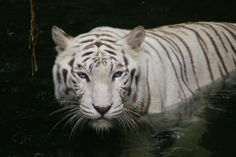 SingaporeZoowhitetigerl.jpg