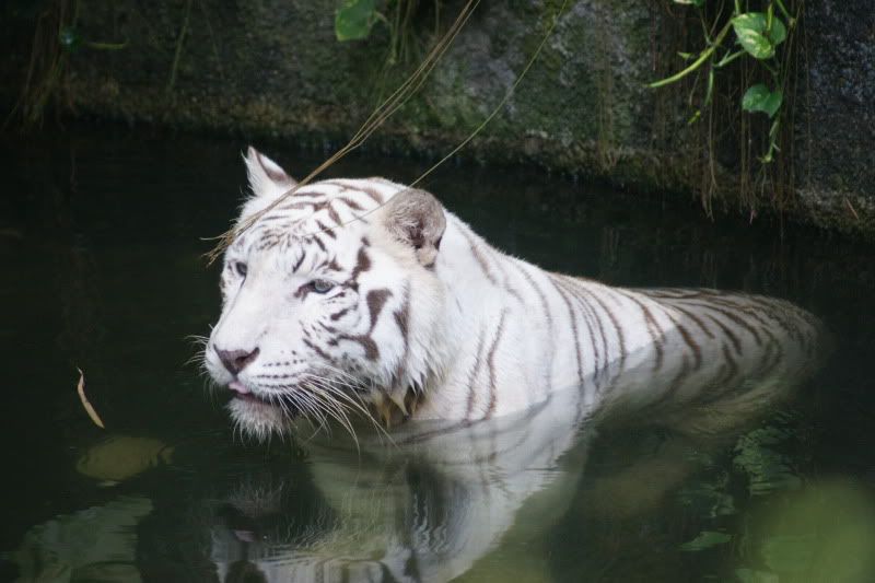 SingaporeZoowhitetigerm.jpg