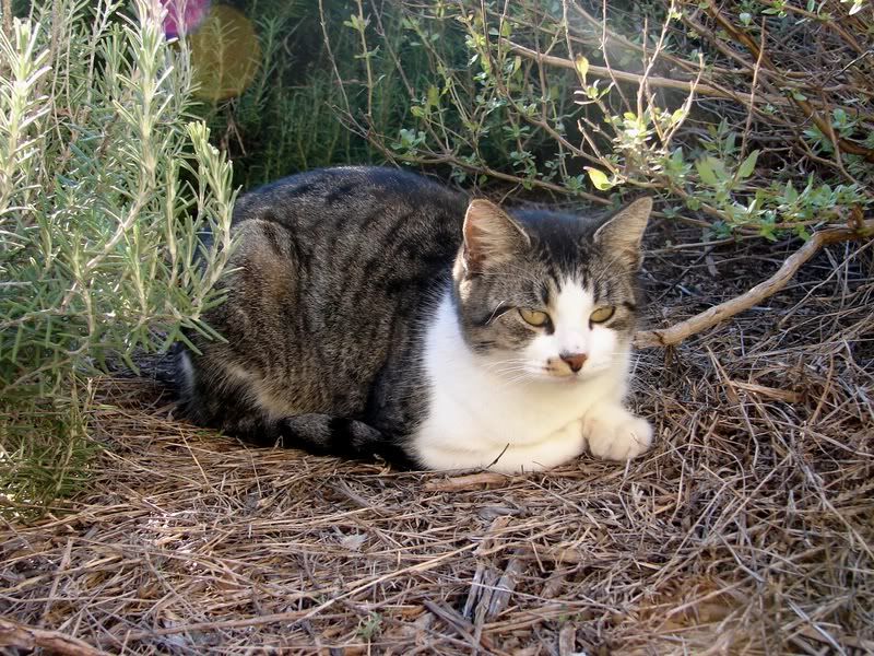 Photo Sharing and Video Hosting at Photobucket