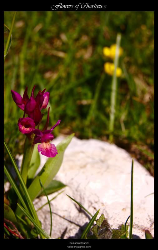 FlowersofChartreuse.jpg