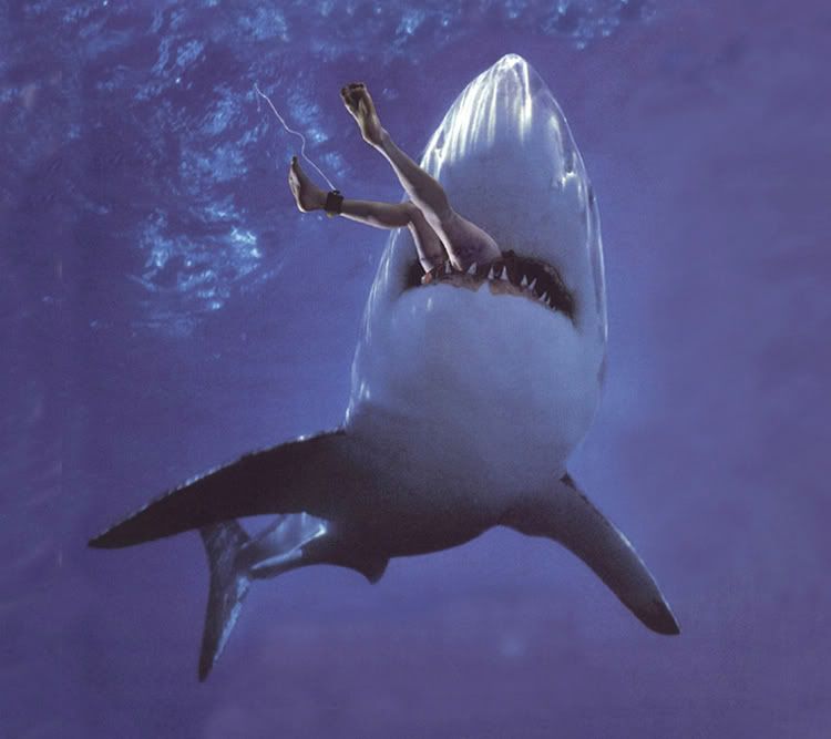 shark-attack1.jpg