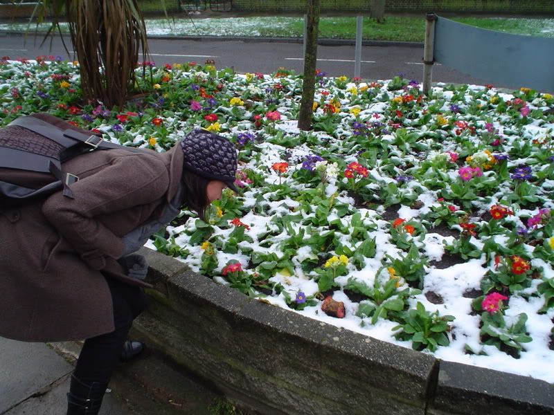 snow_flowers_judy.jpg Judy stops to smell the flowers with SNOW! image by meganc654