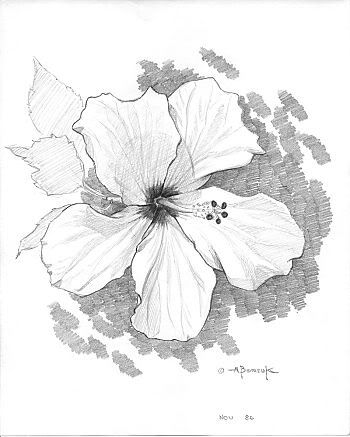 My Hibiscus by Alex Borsuk Image Size 8 x 10 150 CDN