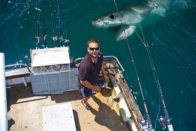 sharkphotobomb.jpg
