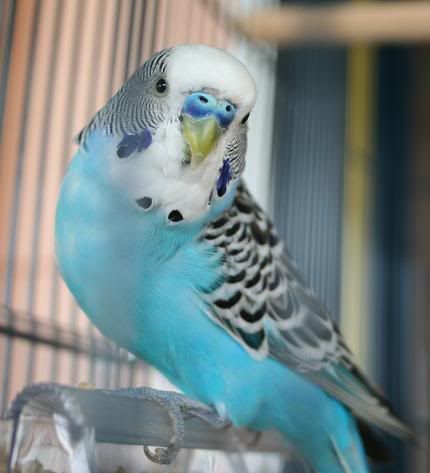 bluey.jpg