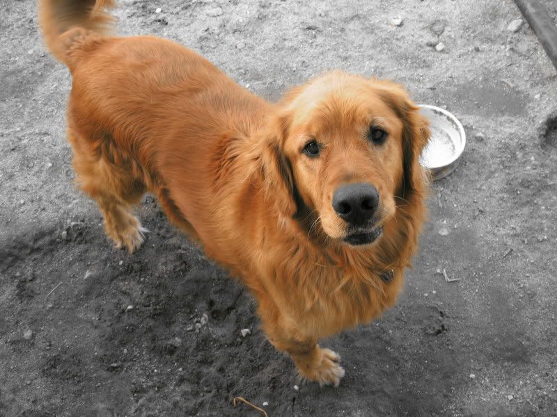 Cutest thing your dog does (shepherd, laser, barks, adopted) - Dogs -  - Page 2 - City-Data Forum