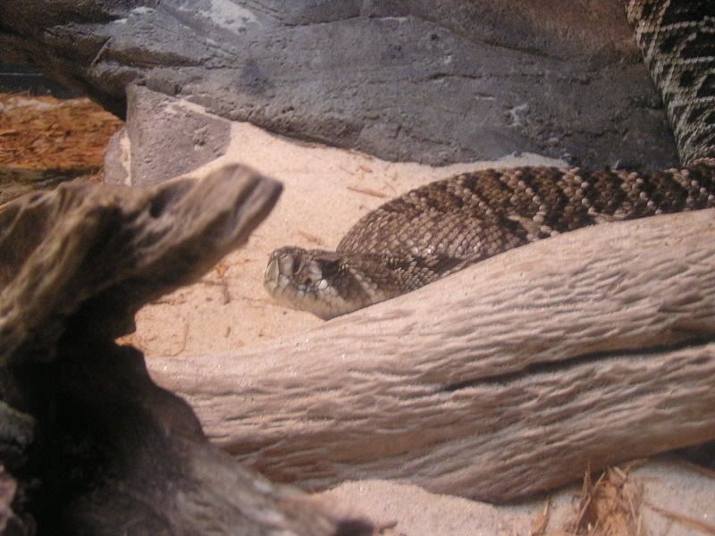 Eastern Water Cobra