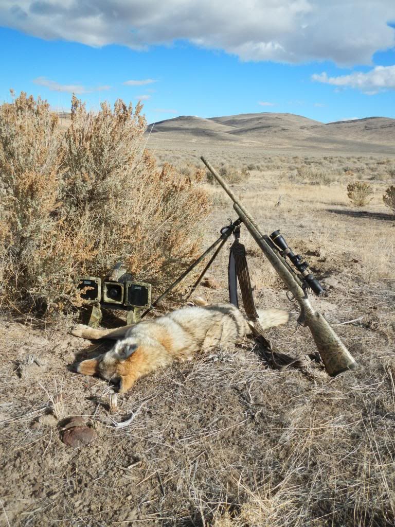 Nov2012Coyotes002.jpg