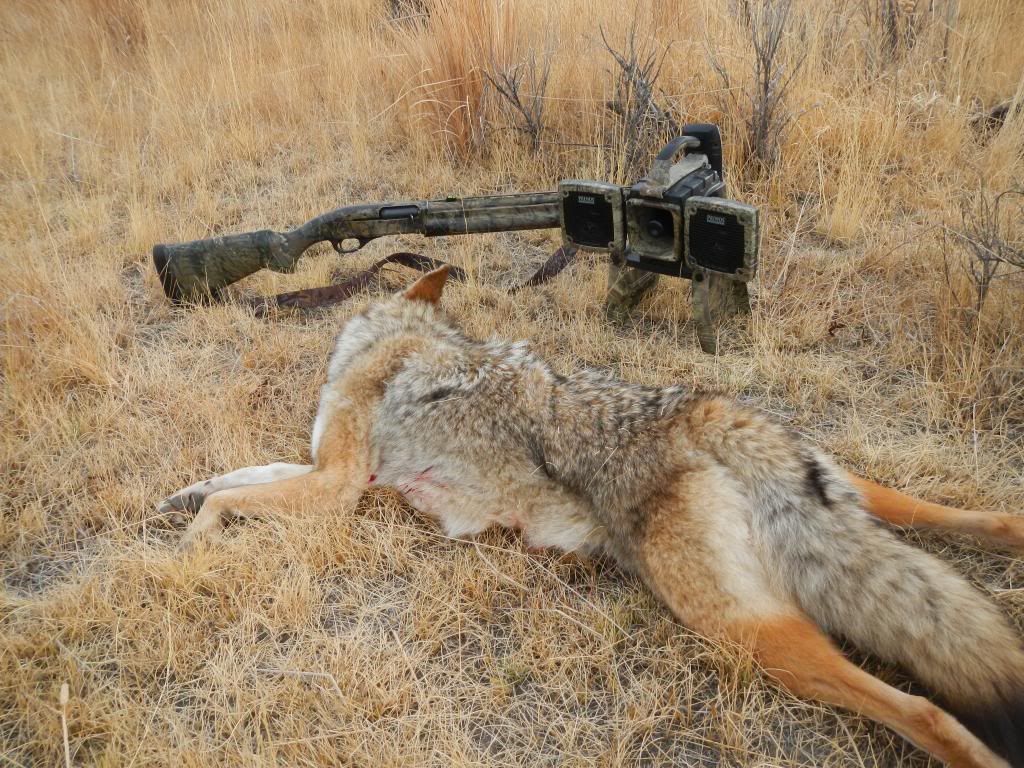 Nov2012Coyotes006.jpg