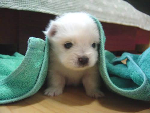 arghhcutedog.jpg little cute dog image by emmabould