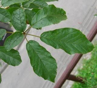 异叶黄钟木 tabebuia heterophylla - 双子叶植物