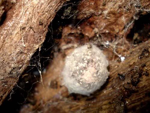 spider eggs
