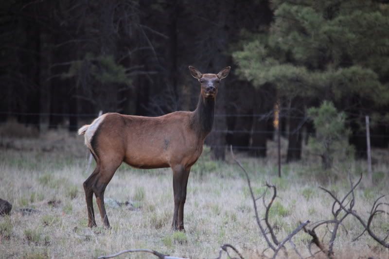 elk_2013_06_15_0365.jpg