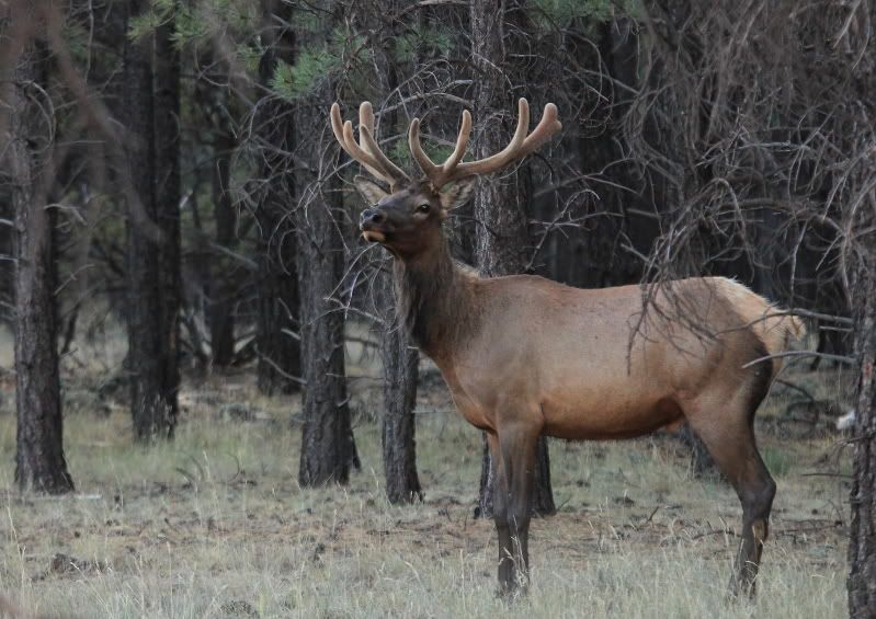 elk_2013_06_15_0368.jpg