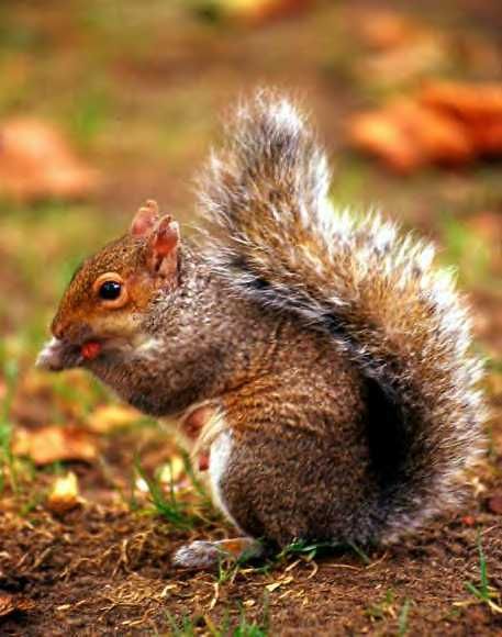 AGD Squirrel Pictures, Images and Photos