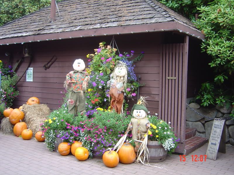 more pumpkins &amp; scarecrows Pictures, Images and Photos