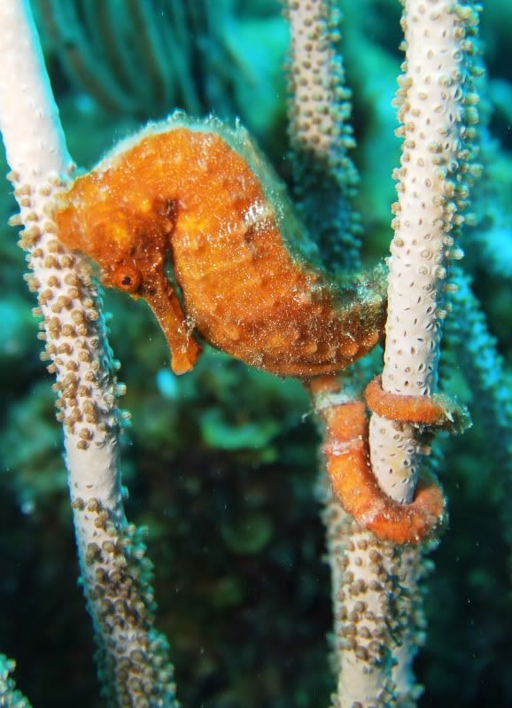 OrangeSeahorses1.jpg