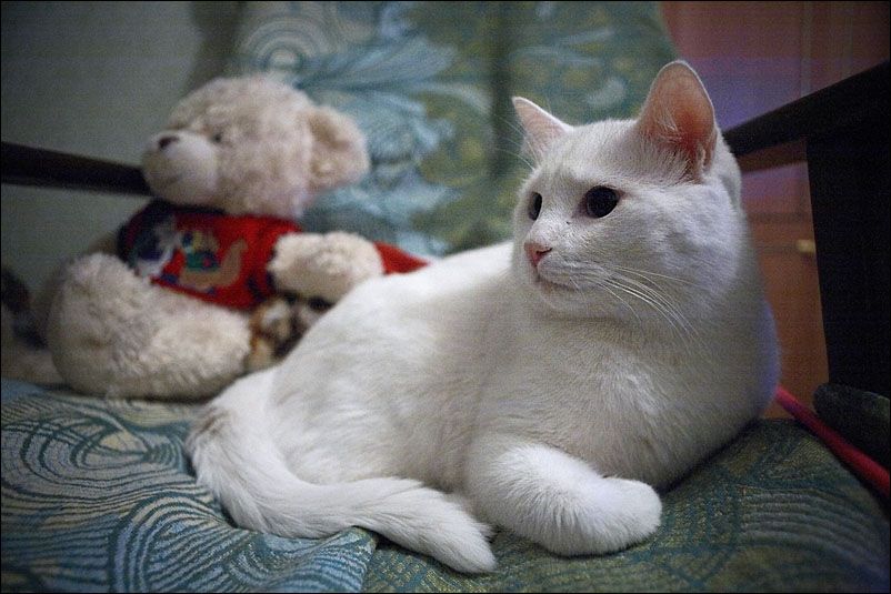 В гостях у Светы. Кот Кекс. Март 2010 года.