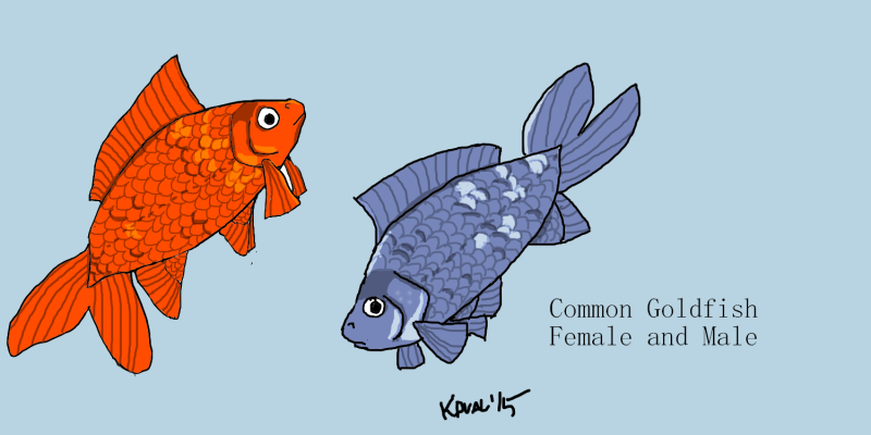 [Image: Common%20male%20and%20female.png]