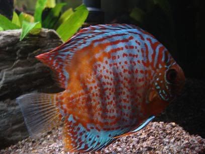 discus1.jpg