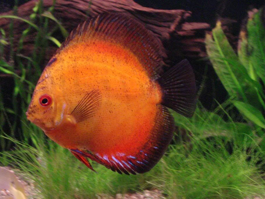 discus2.jpg