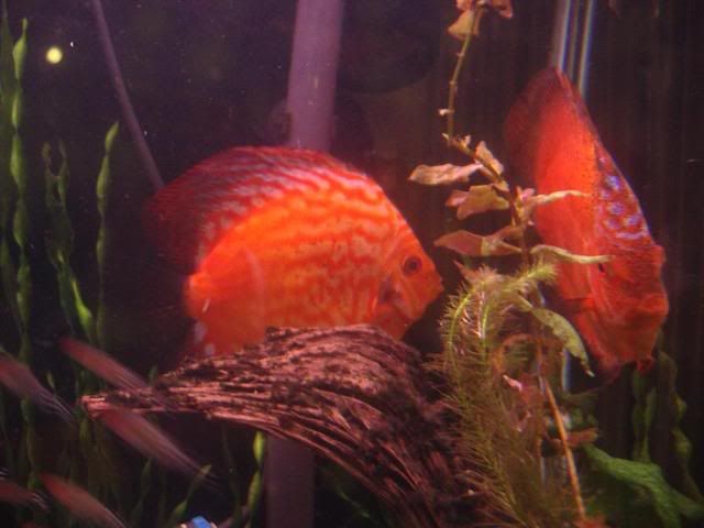 discus23aug.jpg