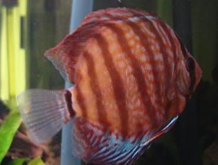 discus3.jpg