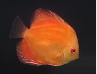 discus4.jpg