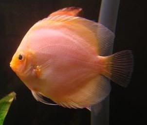 discus5.jpg