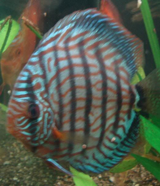 discus8.jpg