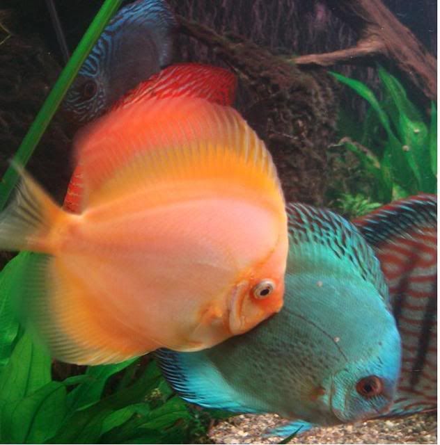 discus9.jpg