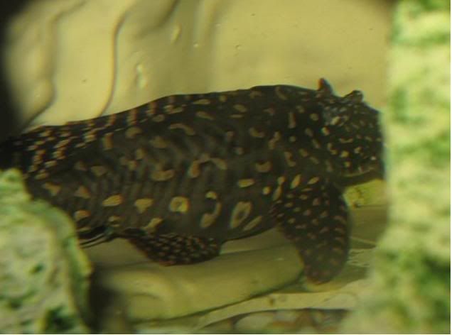 pleco.jpg