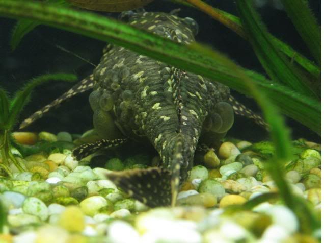 pleco2.jpg