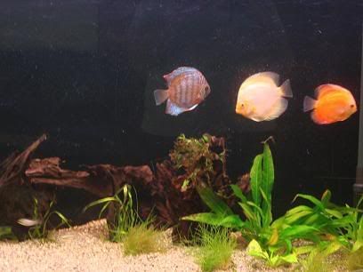 tankdiscus3feb.jpg