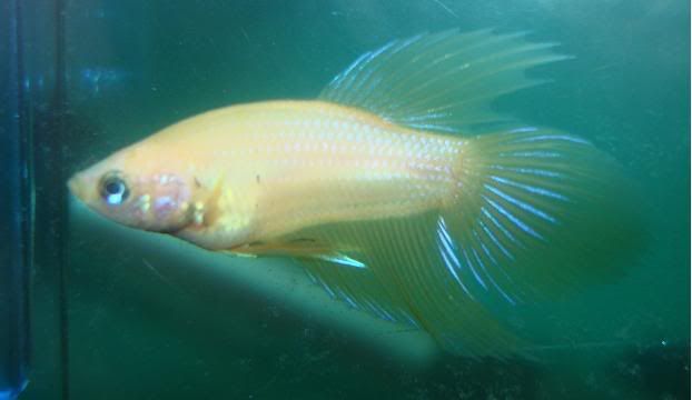 yellowmale28june.jpg