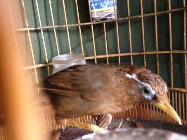 toàn quốc bán e họa mi mùa ngũ trường 70g hót đỉnh và 1 e chân vàng mỏ vàng