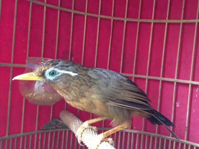 toàn quốc bán e họa mi mùa ngũ trường 70g hót đỉnh và 1 e chân vàng mỏ vàng - 2