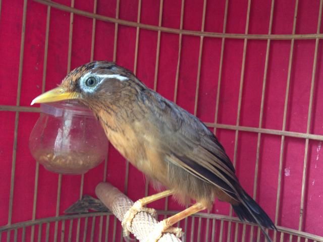 toàn quốc bán e họa mi mùa ngũ trường 70g hót đỉnh và 1 e chân vàng mỏ vàng - 1