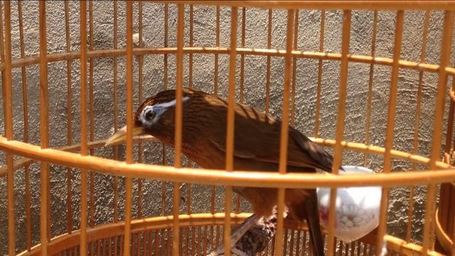 Lạng sơn bán e họa mi 72 g ngũ trường mỏ vàng đầu mặt dữ hót cả ngày ship toàn quốc