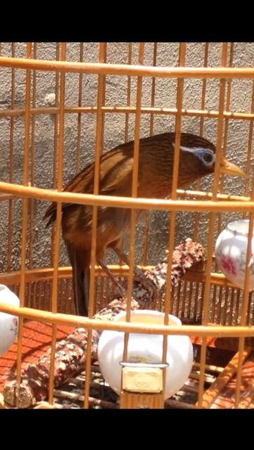 Lạng sơn bán e họa mi 72 g ngũ trường mỏ vàng đầu mặt dữ hót cả ngày ship toàn quốc - 1