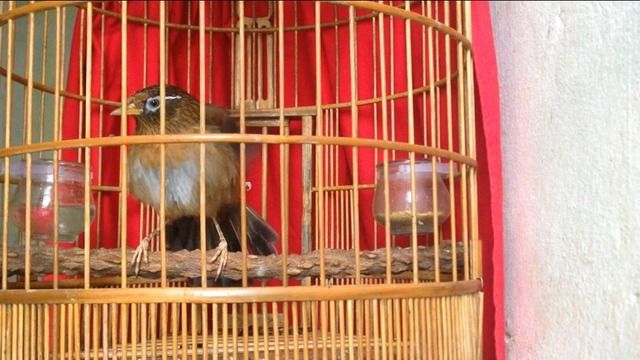 ngũ trường bộ to hót xòe hết bản - 5