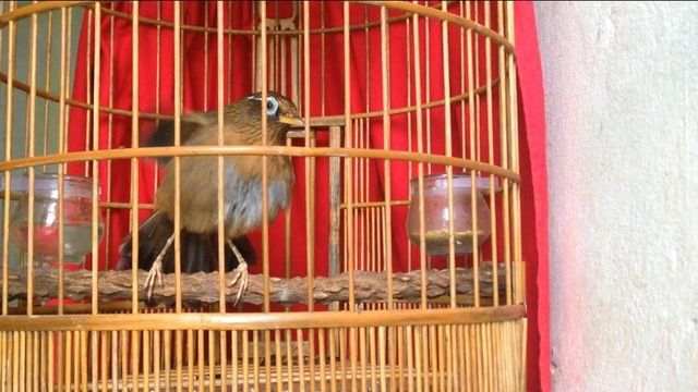 ngũ trường bộ to hót xòe hết bản - 4