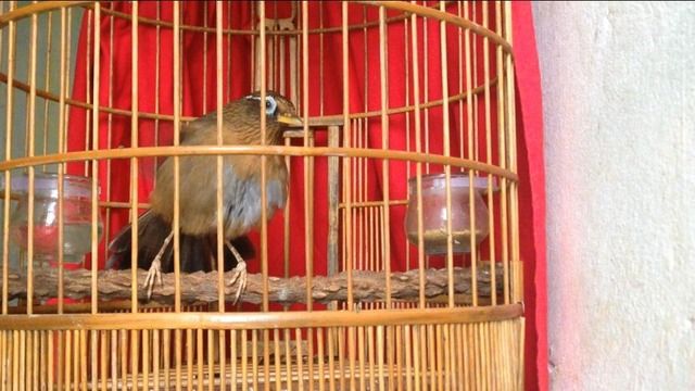 ngũ trường bộ to hót xòe hết bản - 3