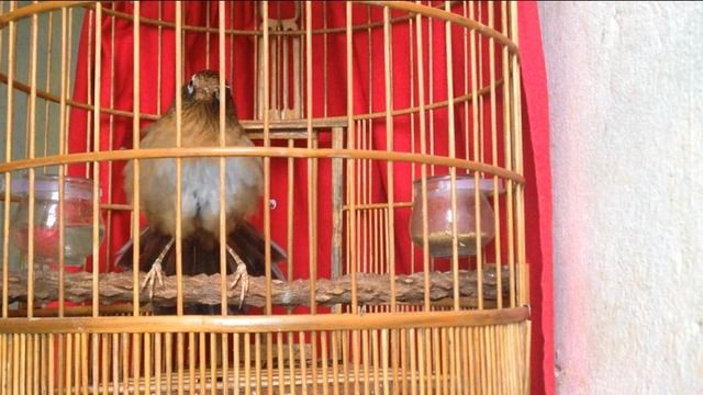 ngũ trường bộ to hót xòe hết bản - 2