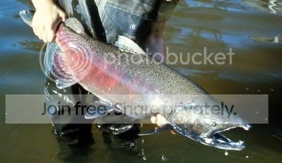 Chinook_salmon.jpg