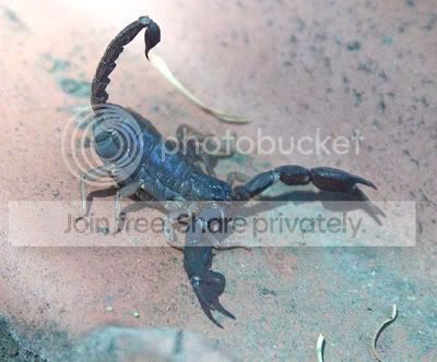 Scorpionweb.jpg