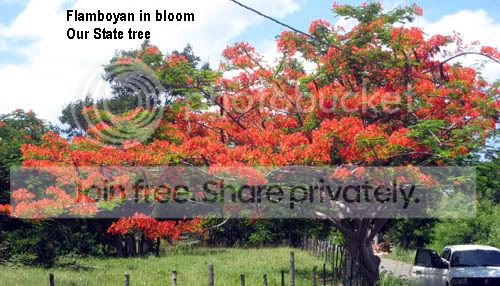 flamboyan2.jpg