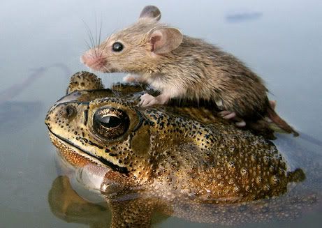 monsoon-mouse-frog_big.jpg